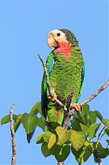 Cuban Amazon